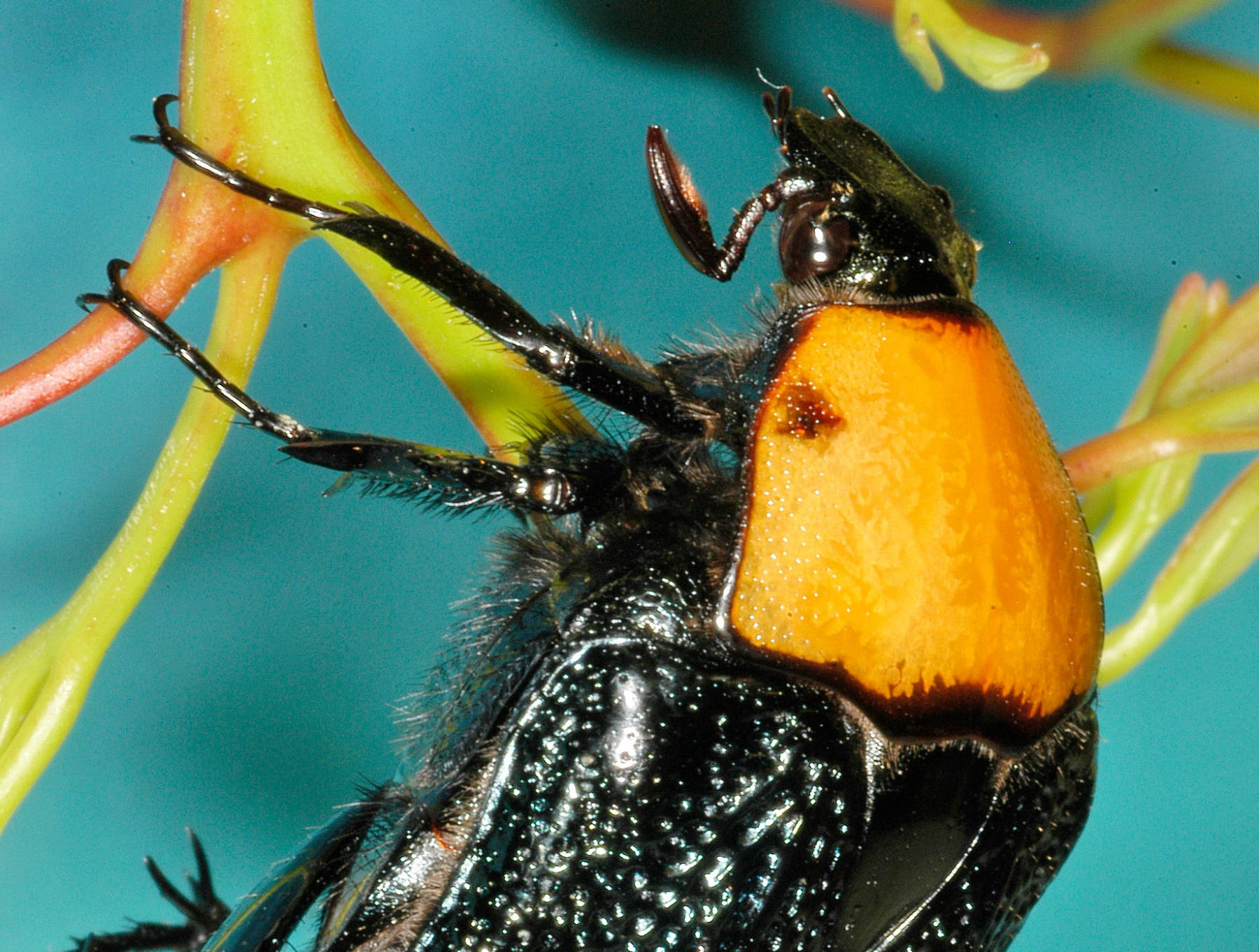 Flower beetle (Cetoniinae) with orange pronotum and iridescent black elytra on plant stem