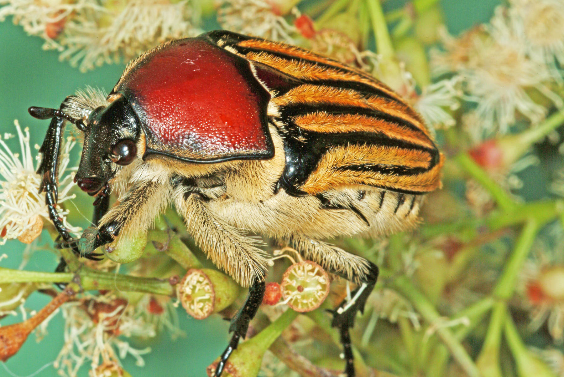 Flower beetle (Cetoniinae) with red pronotum and striped elytra on white flowers