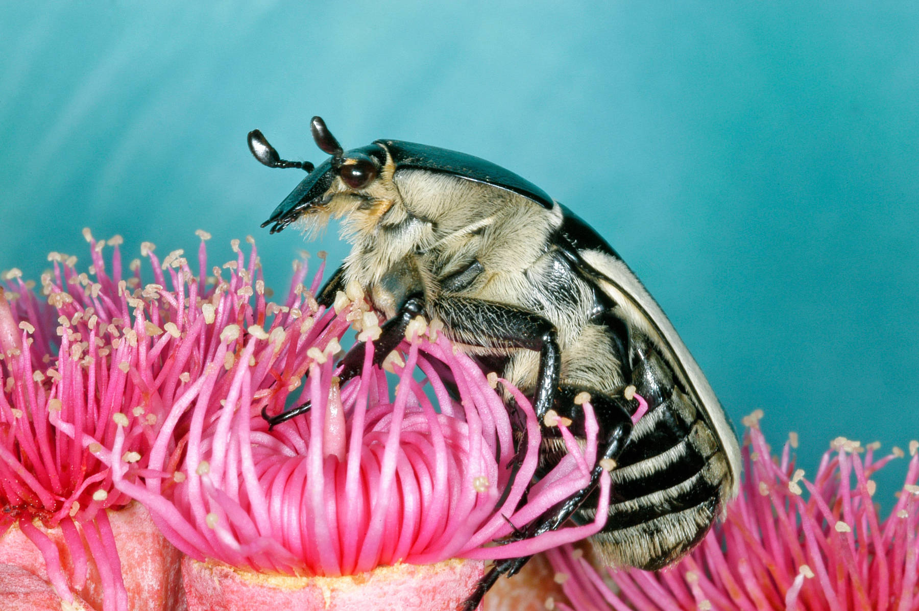 Flower beetle (Cetoniinae) feeding on a pink Hakea flower, dorsal view