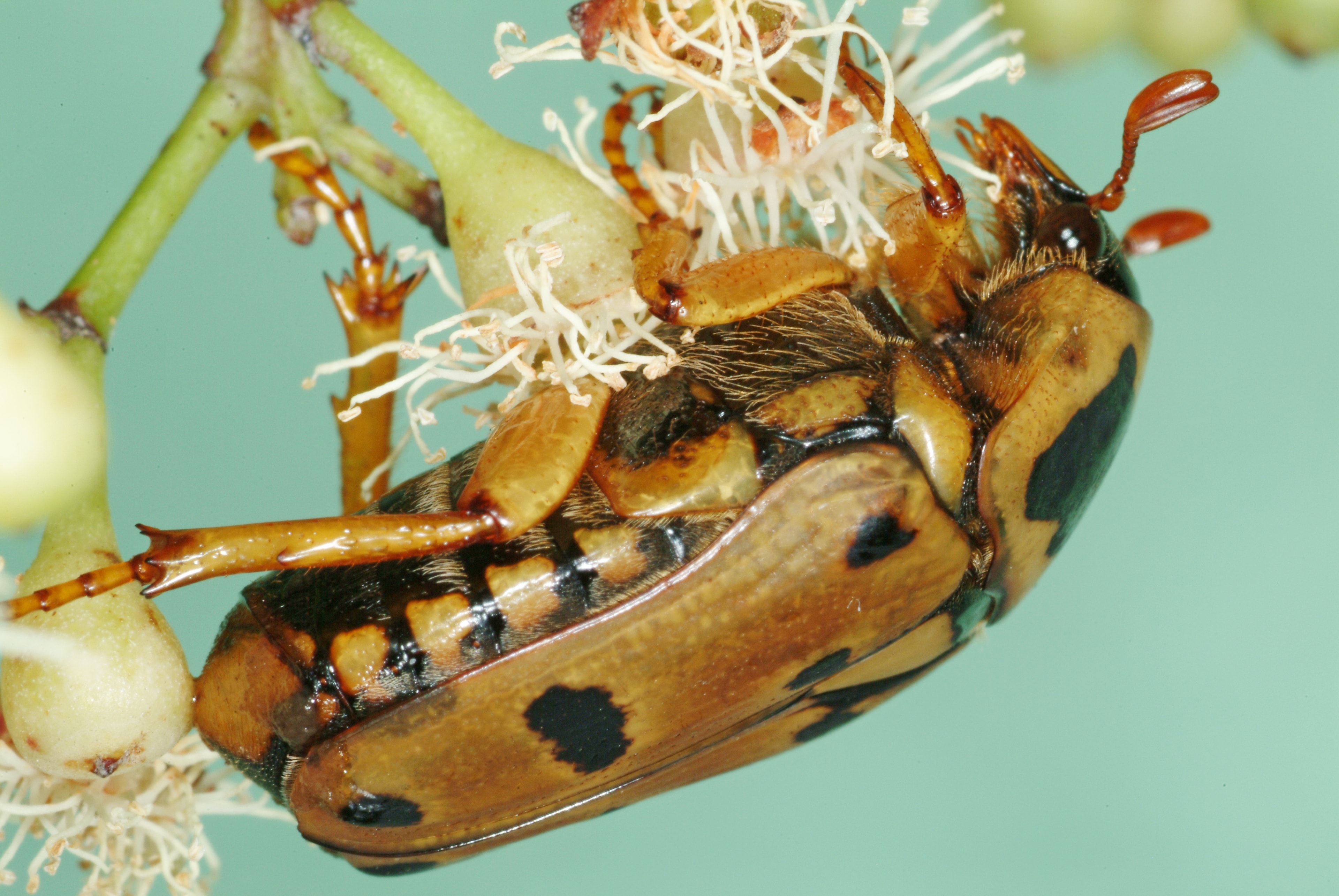 Lyraphora velutina, lateral view — specimen MIC 60871